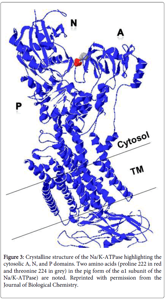 hypertension-crystalline-structure