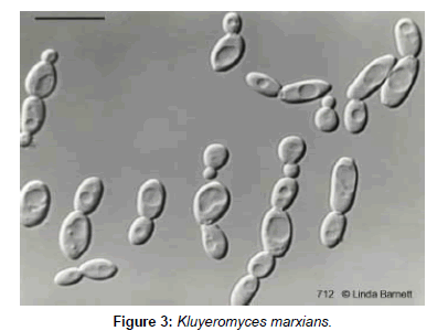 industrial-chemistry-Kluyeromyces-marxians