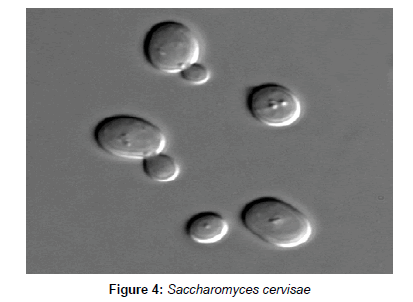 industrial-chemistry-Saccharomyces-cervisae
