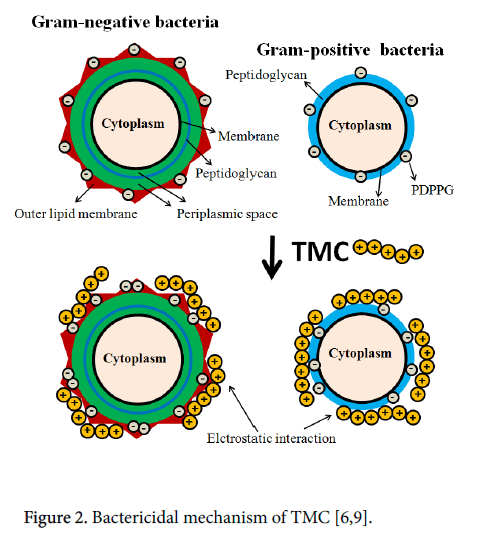 infectious-diseases-and-therapy-Bactericidal-mechanism