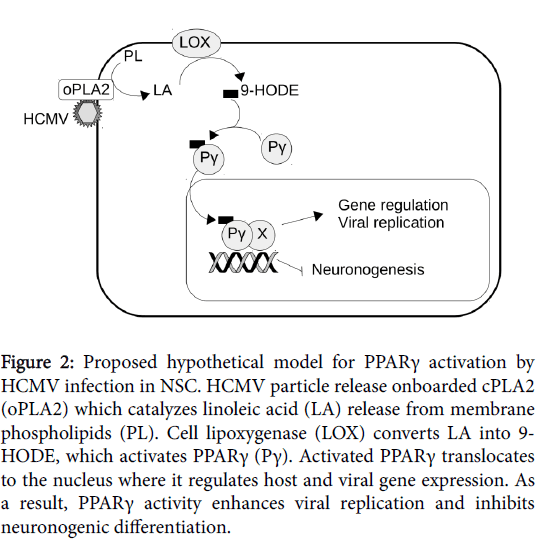 infectious-diseases-and-therapy-Proposed-hypothetical