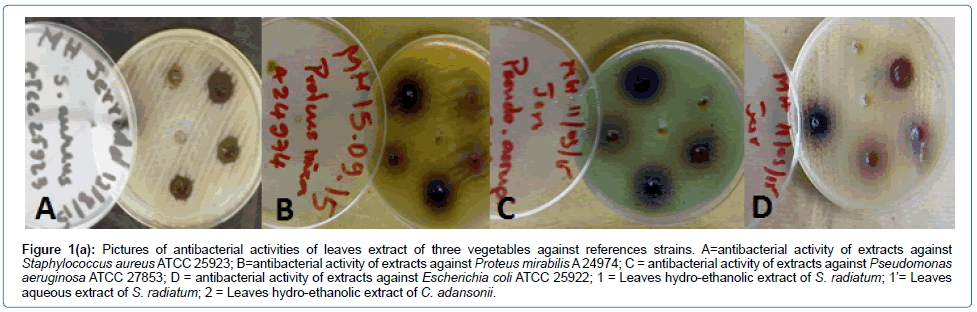 infectious-diseases-and-therapy-antibacterial-activities