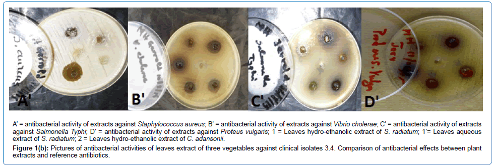infectious-diseases-and-therapy-clinical-isolates