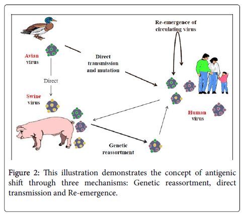infectious-diseases-therapy-Genetic-reassortment