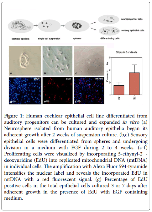 infectious-diseases-therapy-Human-cochlear