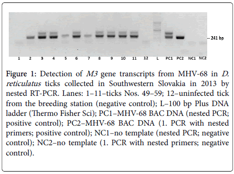 infectious-diseases-therapy-Southwestern-Slovakia