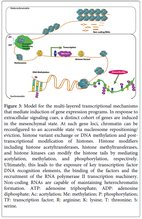 integrative-oncology-transcriptional-mechanisms integrative-oncology-transcriptional-mechanisms