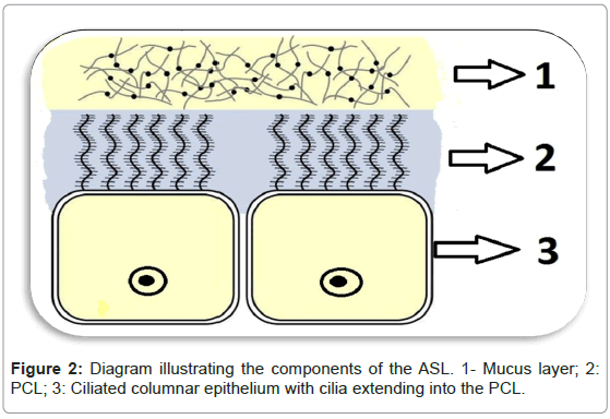 interdisciplinary-medicine-dental-science-Diagram-illustrating-components-ASL