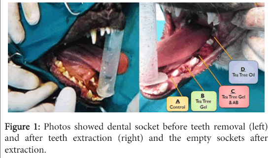 interdisciplinary-medicine-dental-science-Photos-showed-dental-socket