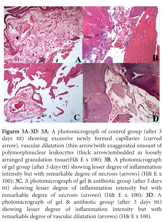 interdisciplinary-medicine-dental-science-photomicrograph-control-group