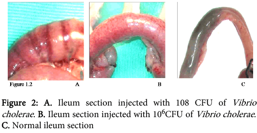 interdisciplinary-microinflammation-Ileum-section-injected
