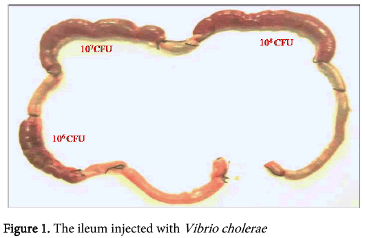 interdisciplinary-microinflammation-ileum-injected-Vibrio