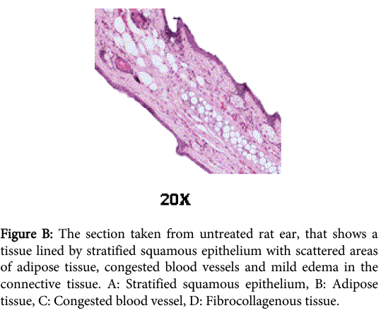 interdisciplinary-microinflammation-untreated-rat-ear