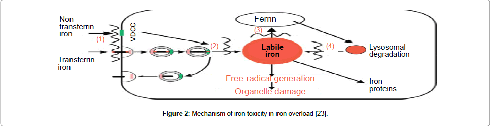 iron toxicity antidote iron toxicity antidote