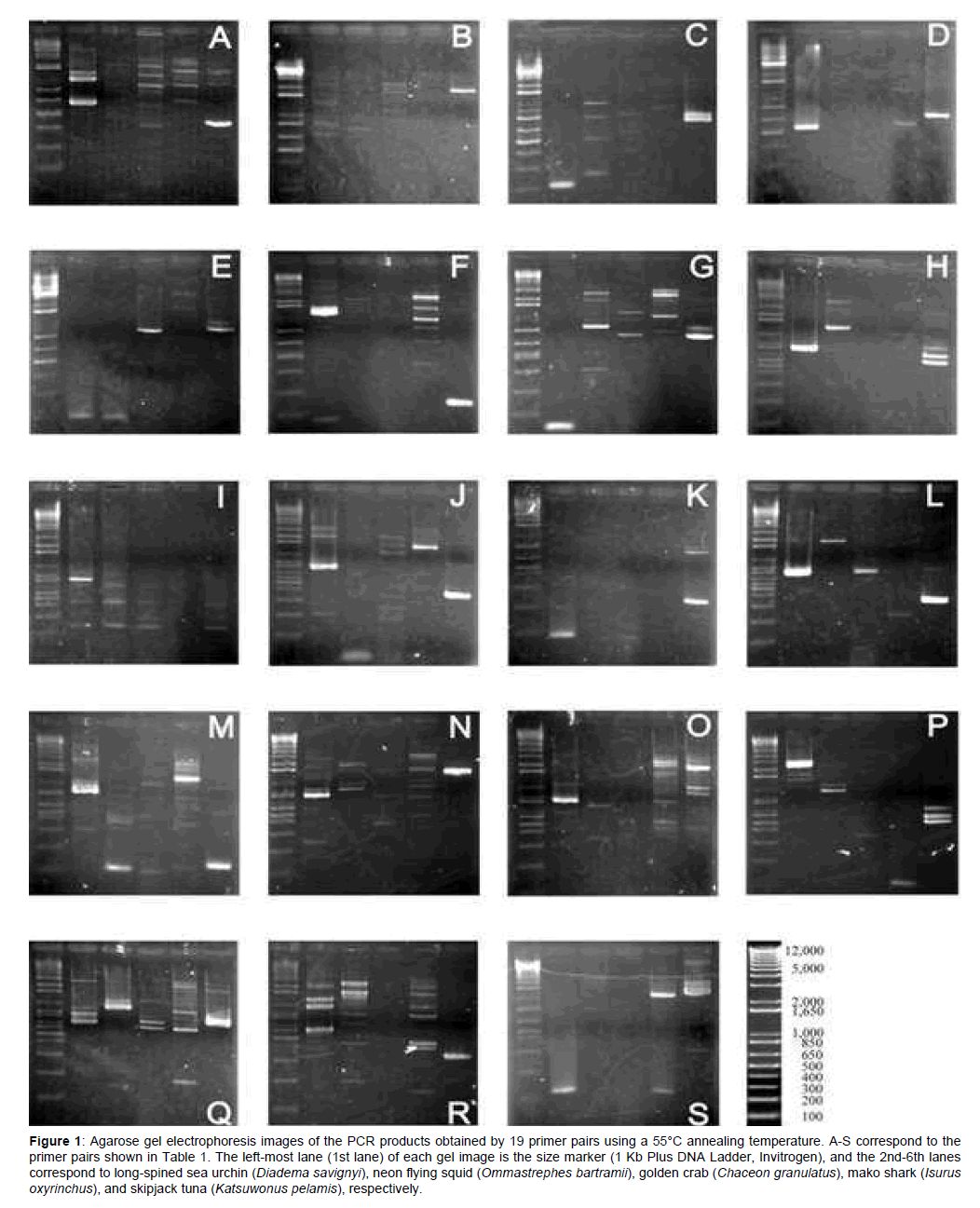 marine-science-research-Agarose-gel-electrophoresis
