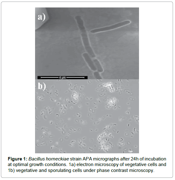 marine-science-research-Bacillus-horneckiae