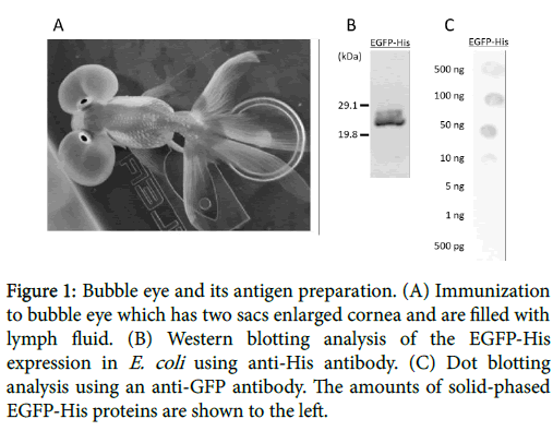 marine-science-research-Bubble-eye-antigen-preparation