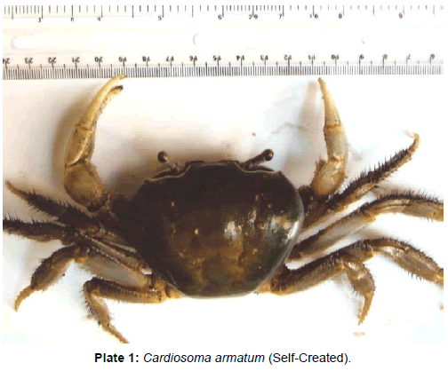 marine-science-research-Cardiosoma-armatum