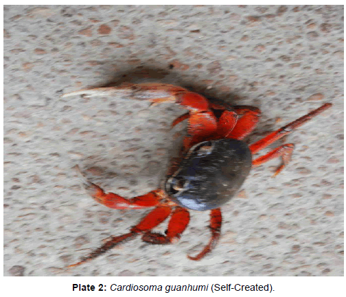marine-science-research-Cardiosoma-guanhumi