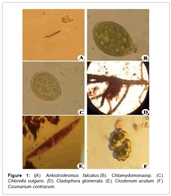 marine-science-research-Chlorella-vulgaris