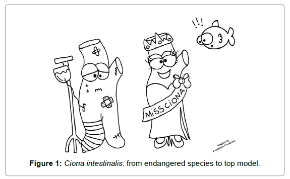 marine-science-research-Ciona-intestinalis