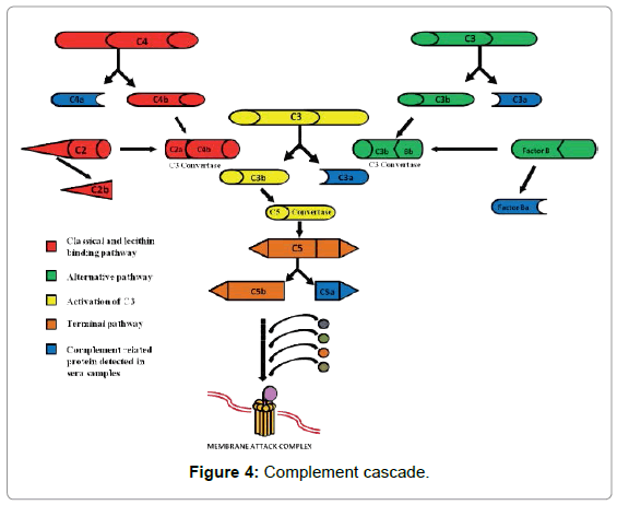 marine-science-research-Complement-cascade