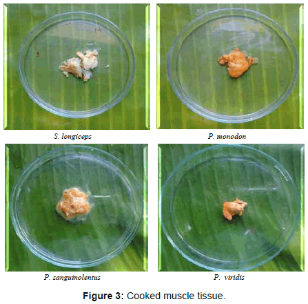 marine-science-research-Cooked-muscle-tissue
