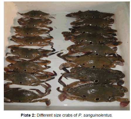 marine-science-research-Different-size-crabs
