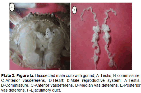 marine-science-research-Disssected-male-crab
