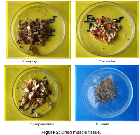 marine-science-research-Dried-muscle-tissue
