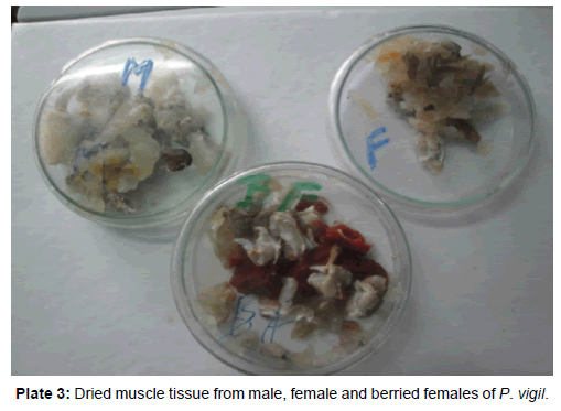 marine-science-research-Dried-muscle-tissue-male