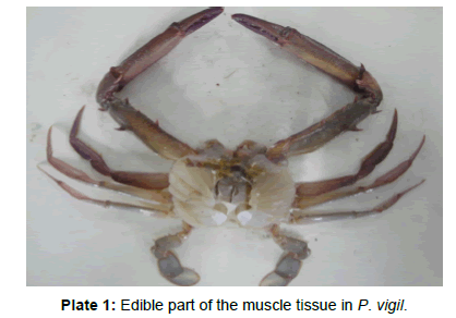 marine-science-research-Edible-part-muscle-tissue