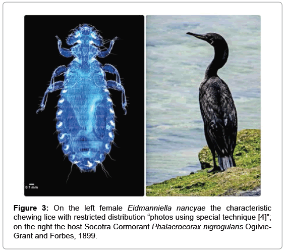 marine-science-research-Eidmanniella-nancyae