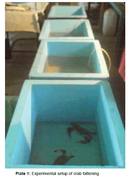 marine-science-research-Experimental-setup-crab-fattening
