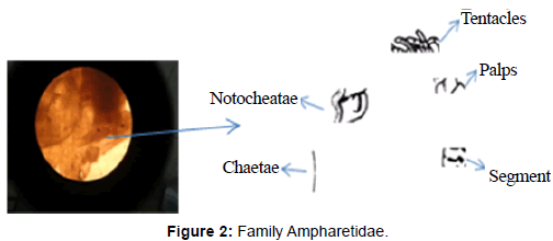 marine-science-research-Family-Ampharetidae