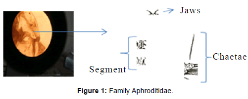 marine-science-research-Family-Aphroditidae