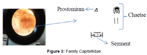 marine-science-research-Family-Capitellidae