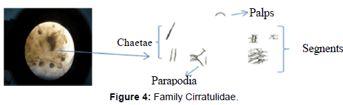 marine-science-research-Family-Cirratulidae