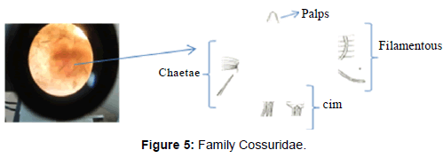marine-science-research-Family-Cossuridae