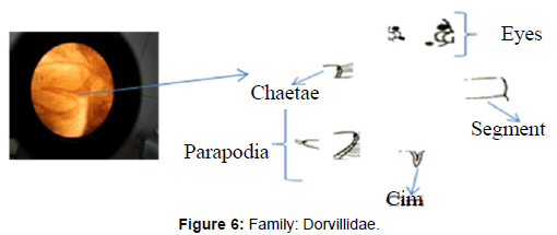 marine-science-research-Family-Dorvillidae