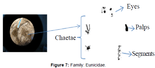 marine-science-research-Family-Eunicidae