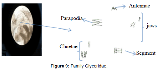 marine-science-research-Family-Glyceridae