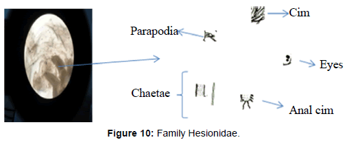 marine-science-research-Family-Hesionidae