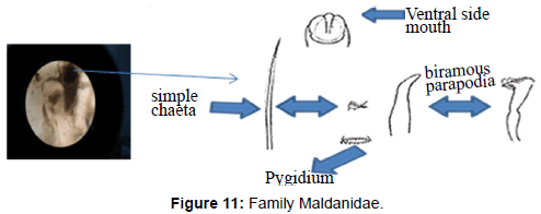 marine-science-research-Family-Maldanidae