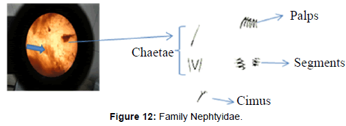 marine-science-research-Family-Nephtyidae