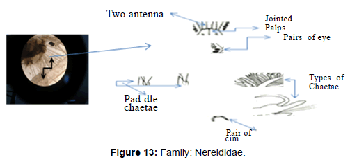 marine-science-research-Family-Nereididae