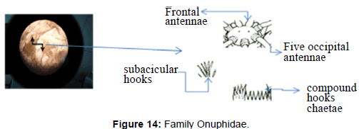 marine-science-research-Family-Onuphidae