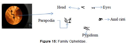 marine-science-research-Family-Ophelidae