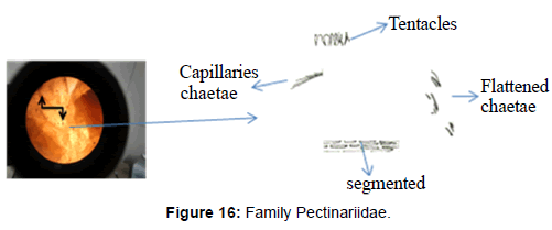 marine-science-research-Family-Pectinariidae