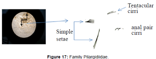 marine-science-research-Family-Pilargidiidae